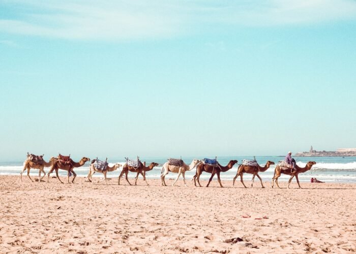 13 Days Desert Tour From Tanger to Tanger